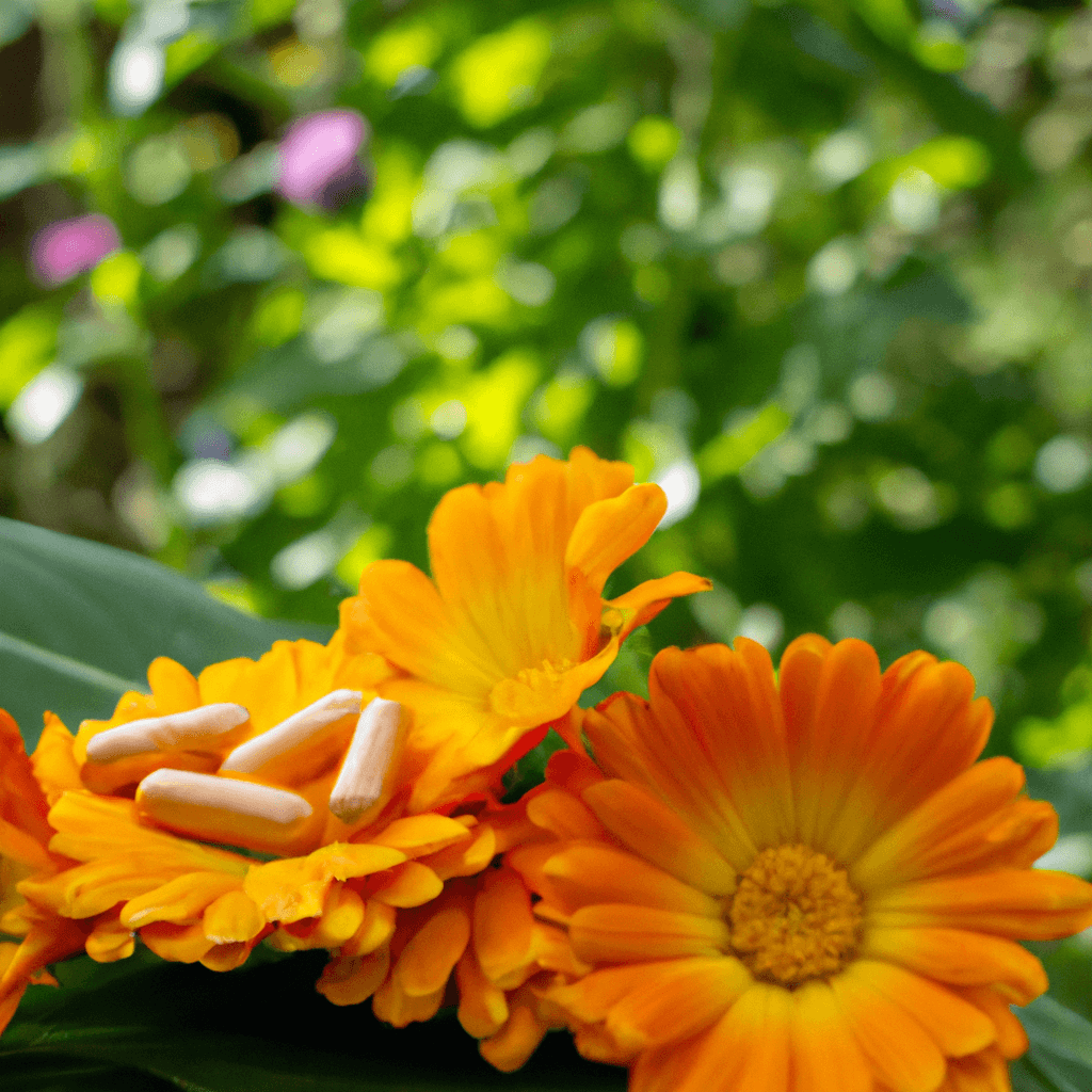 Calendula (Marigold) Supplements: Skin and Health Benefits